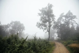 Achtsamkeit in der Natur: Kräuterlehre, Fotowanderungen und Waldtherapie